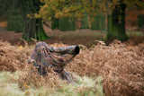 Lightweight Bag Hide — Portable Wildlife Photography Hide (EVO Oak)